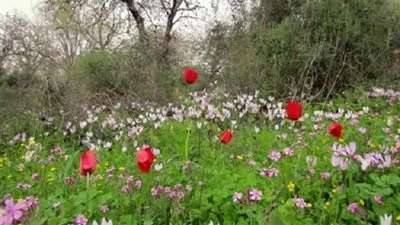 الأرصاد: فصل الربيع يبدأ اليوم.. وارتفاع تدريجي في درجات الحرارة